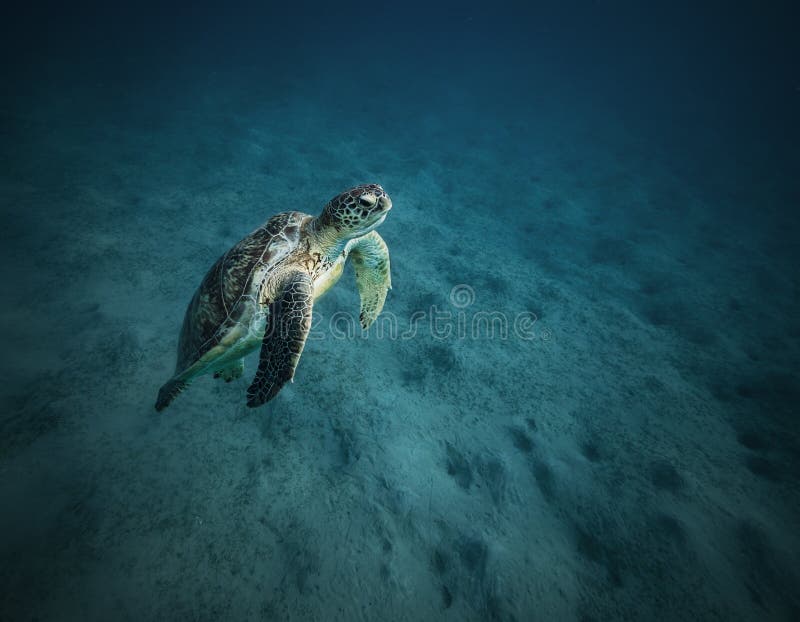 Морская водоросль черепахи Hawksbill питаясь, Marsa Alam, Египет стоковое фото